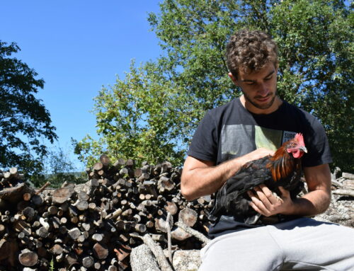 Galline Ornamentali | Padovane nane e Marans per una Vita Migliore