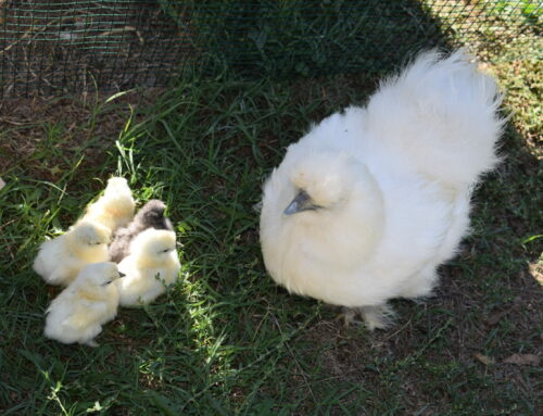 Galline Ornamentali | Moroseta e Ayam Cemani per un Connubio Perfetto