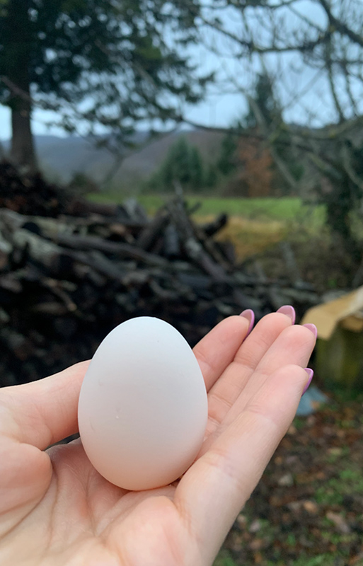 uovo di Gallina Padovana nana