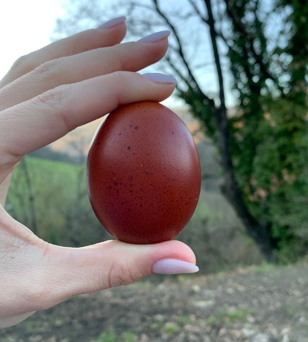 allevamento di galline ornamentali