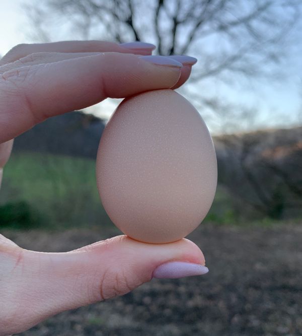 allevamento di galline ornamentali