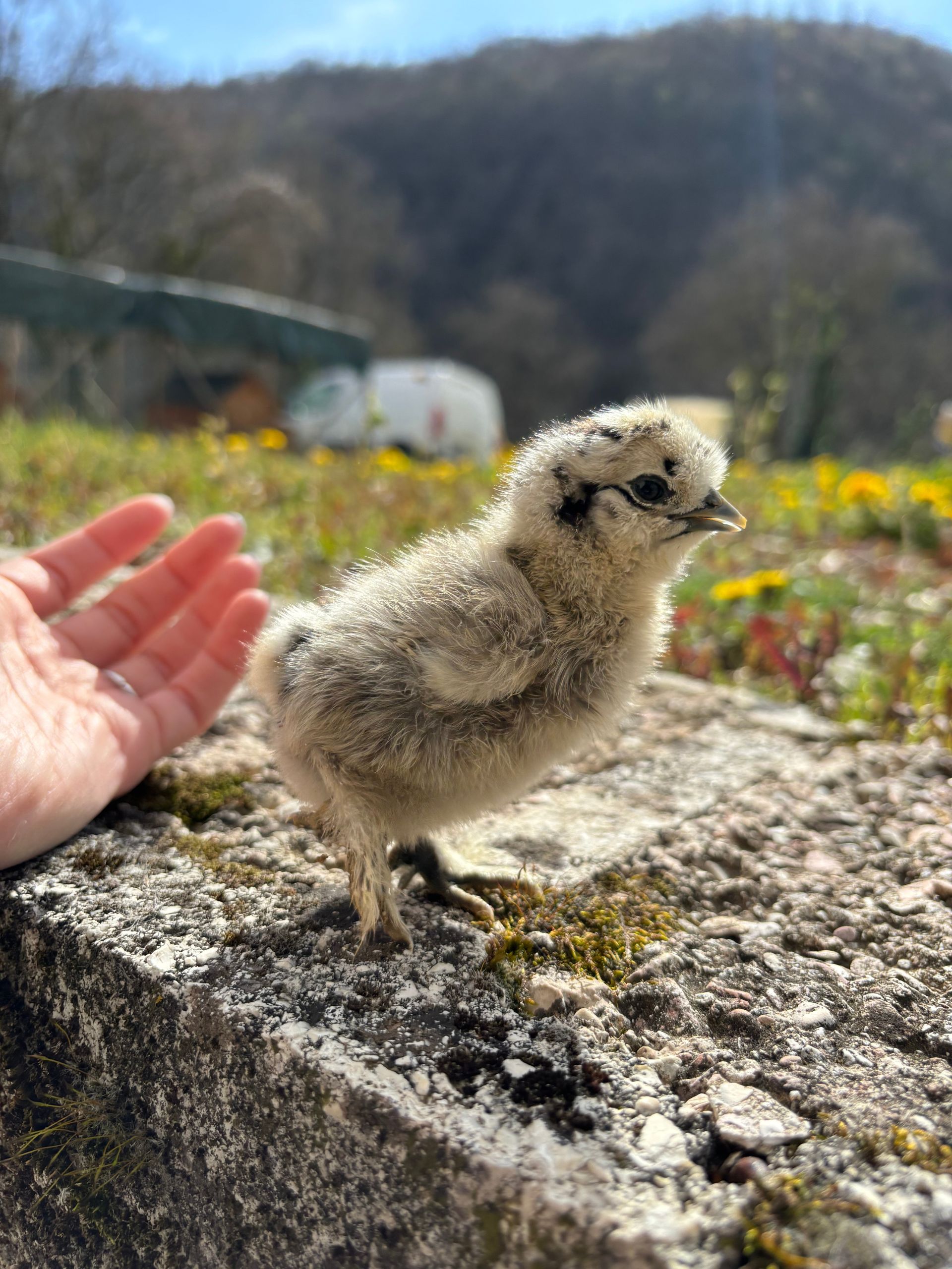 galline ornamentali disponibili